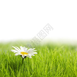白色雏菊花绿色的草地上,孤立白色的背景上图片
