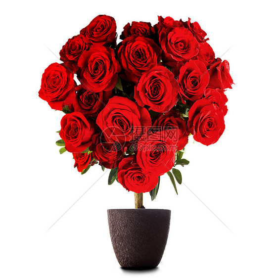 心形玫瑰心形的红色玫瑰白色背景上隔离的树上图片