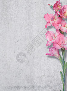 粉红色百合混凝土墙的背景上,纹理,自由的地方图片