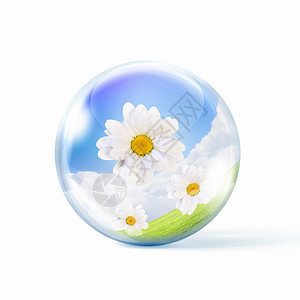 甘菊花璃球体内的新鲜的甘菊花图片