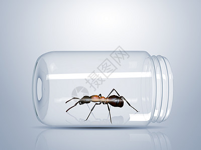 棕色蚂蚁被困璃罐子里背景图片