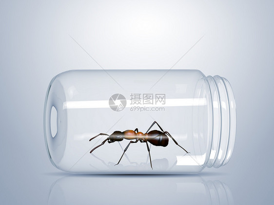 棕色蚂蚁被困璃罐子里图片