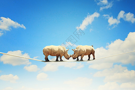 两只犀牛绳子上行走两只犀牛高空绳子上挣扎的形象图片