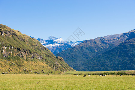 风景如画新西兰阿尔卑斯山草地的自然景观图片