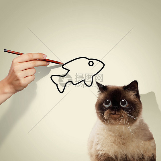 暹罗猫暹罗猫捉鱼的形象图片