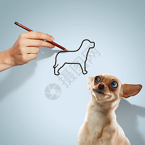 小趣的狗小趣的狗人的手的形象背景图片