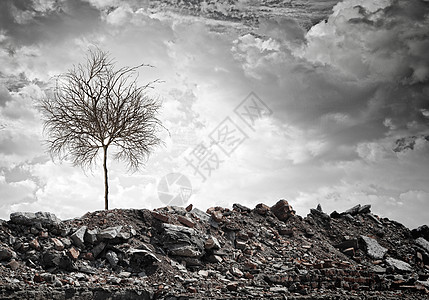 干树站废墟上的干树的形象图片