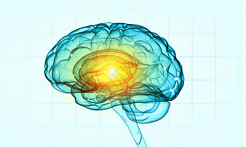 白色背景的人脑的人类智力人类的大脑图片