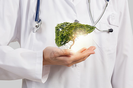 健康的肝脏特写女医生手里着绿树图片