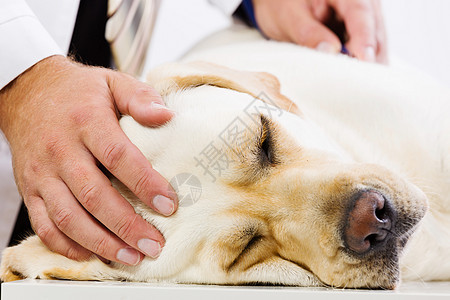 兽医诊所的狗拉布拉多躺桌子上,兽医检查了下图片