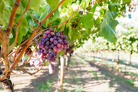 葡萄园里的红葡萄葡萄园里的红色成熟葡萄图片