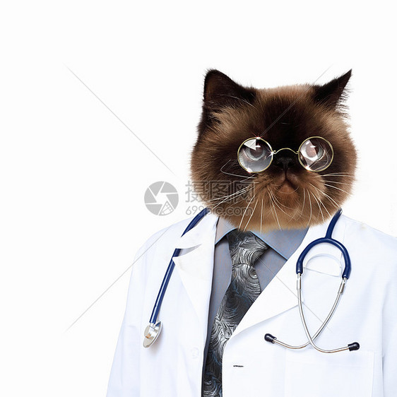穿着长袍的滑稽毛茸茸的猫医生穿着长袍眼镜的滑稽毛茸茸的猫医生拼贴图片