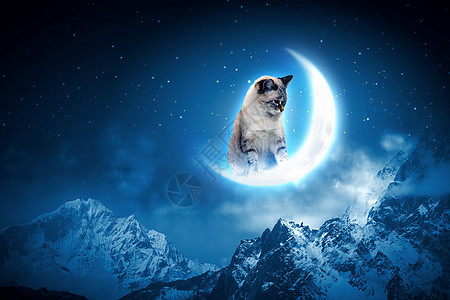 猫抓月亮猫跳跃捕捉月亮中的形象图片