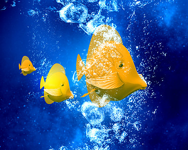 水中的奇异鱼奇异的热带鱼清澈的蓝色水中图片