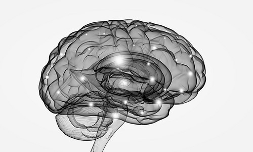 人类的头脑白色背景下人脑的科学图像背景图片