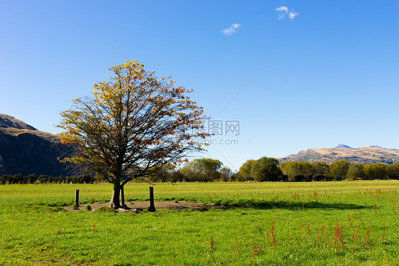 风景如画新西兰阿尔卑斯山草地的自然景观图片