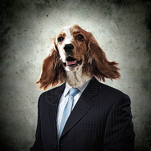 穿西装的狗宠物犬科动物高清图片