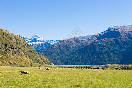 风景如画新西兰阿尔卑斯山草地的自然景观图片
