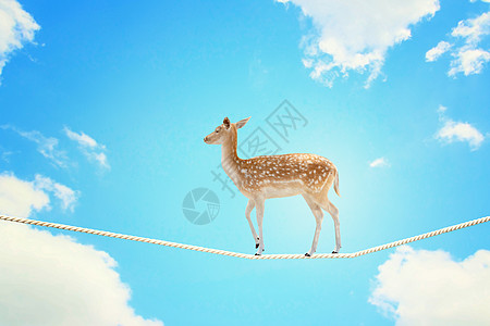 鹿绳子上行走鹿高空绳子上行走的形象图片