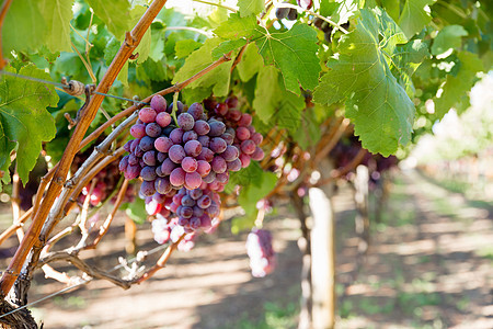 葡萄园里的红葡萄葡萄园里的红色成熟葡萄图片