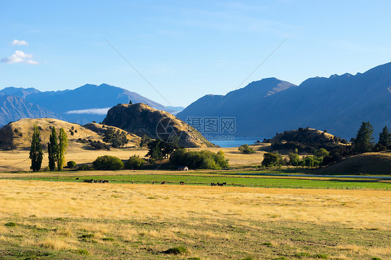 风景如画新西兰阿尔卑斯山田野的自然景观图片