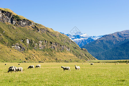 风景如画新西兰阿尔卑斯山草地的自然景观图片