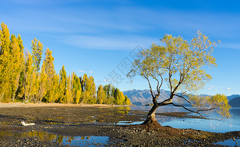 风景如画新西兰阿尔卑斯山湖泊的自然景观图片