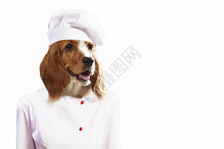趣的狗打扮成厨师拼贴图片