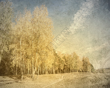 森林景观以福雷斯特景观为背景的旧照片图片