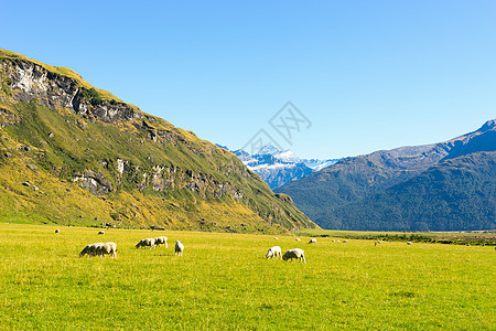 风景如画新西兰阿尔卑斯山草地的自然景观图片