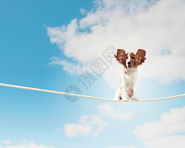 狗绳子上平衡猎犬绳子上平衡的图像图片