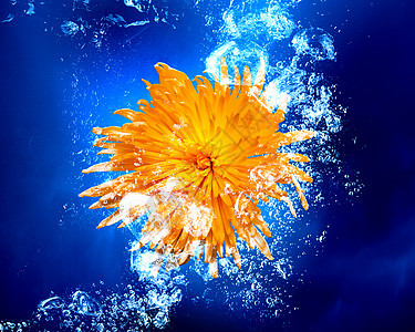 水中的黄花花沉清澈的蓝色水中图片