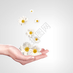 白色背景上的甘菊花白色背景下甘菊花的插图图片