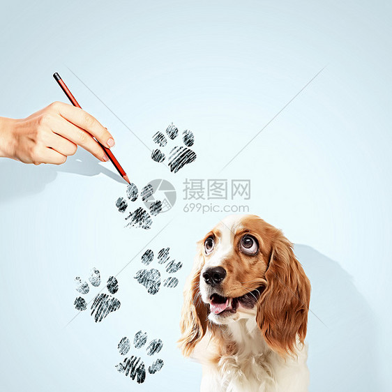 有趣的猎犬图片