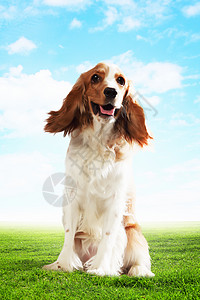趣的狗肖像光线背景上趣的狗肖像拼贴背景图片