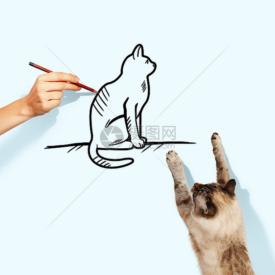 暹罗猫暹罗猫抓画猫的形象图片