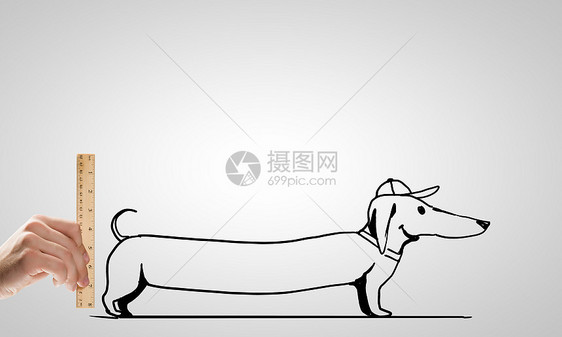 达奇森德狗用尺子合上公手测量达丘德图片