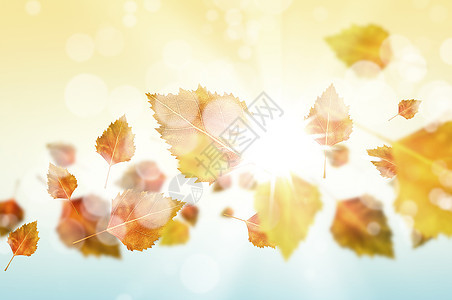 秋天的背景彩色树叶空中飞行的图像背景图片