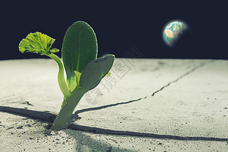 月球上生命吗绿色植物月球表的裂缝中发芽生长这幅图像的元素由美国宇航局提供的图片