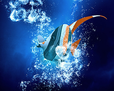 水中的奇异鱼奇异的热带鱼清澈的蓝色水中图片