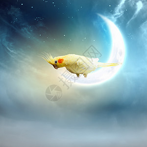 鹦鹉坐月亮上坐月球上的黄色鹦鹉的形象图片