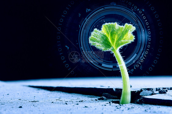 月球上生命吗绿色植物月球表的裂缝中发芽生长图片