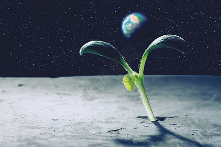 月球上生命吗绿色植物月球表的裂缝中发芽生长这幅图像的元素由美国宇航局提供的图片
