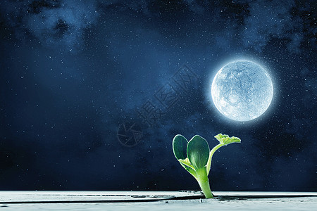 月球上生命吗绿色植物月球表的裂缝中发芽生长图片