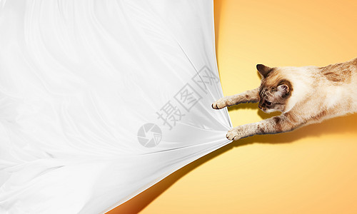 暹罗猫跳跃的暹罗猫玩床单的形象图片