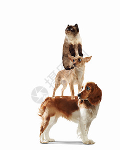 三只家庭宠物三只家宠物灯光背景下挨着趣的拼贴画图片