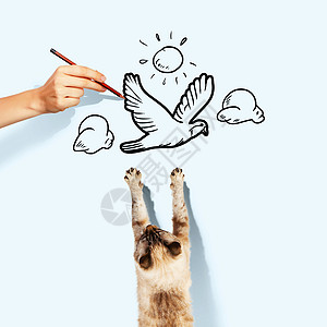 暹罗猫暹罗猫捕捉画鸟的形象图片