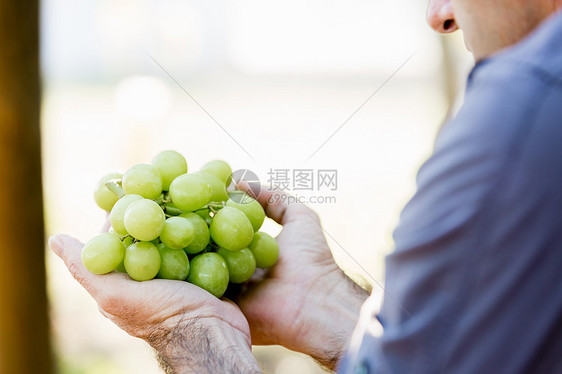 葡萄园里葡萄的人雄手葡萄园里着葡萄图片