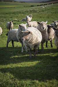 羊春天的阳光下英国农场的乡村景观图片