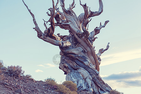 古老的鬃毛松树,扭曲粗糙的特征加利福尼亚,美国图片